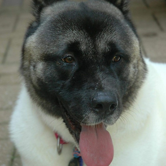 Meet your Posher, Addison - Picture 1 of 1